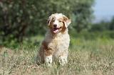 BERGER AUSTRALIEN PUPPIES 270